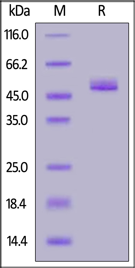 Biotinylated Mouse Osteopontin, His,Avitag (Cat. No. OPN-M82E8) SDS-PAGE gel