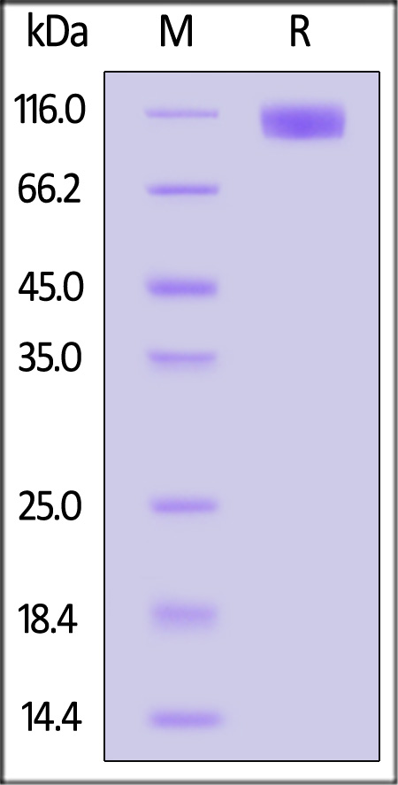 OSMR SDS-PAGE