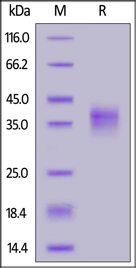 OSR-H52H3-sds