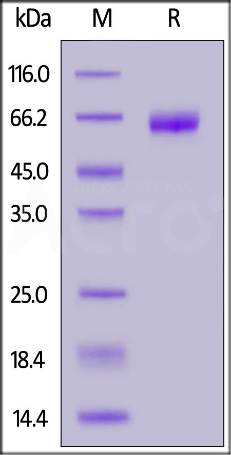 OX0-C5251-sds