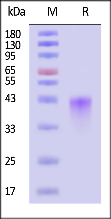 OX40 SDS-PAGE