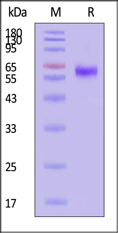 OX40 SDS-PAGE