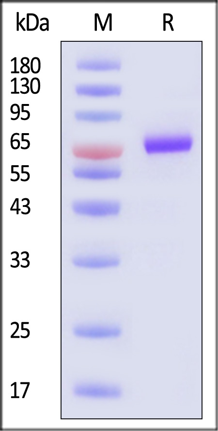 OX40 SDS-PAGE