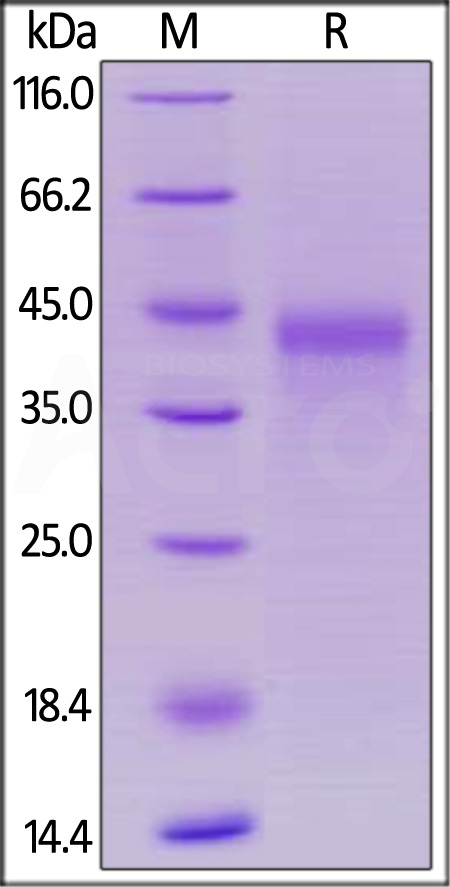 OX40 SDS-PAGE