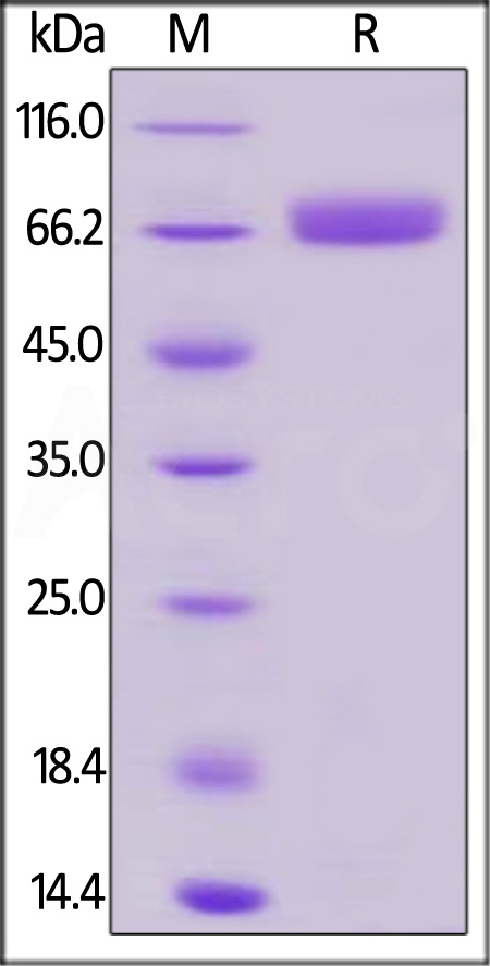 OX2-H82F1-sds