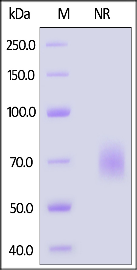 OX40 Ligand SDS-PAGE