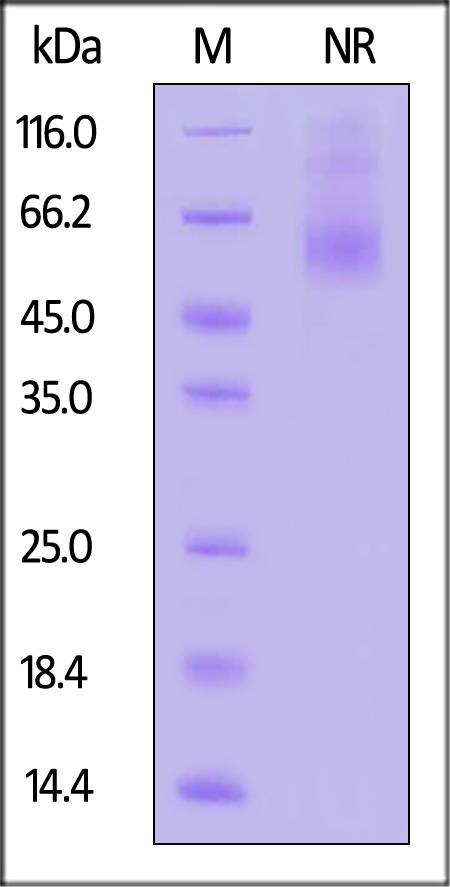 OX40 Ligand SDS-PAGE