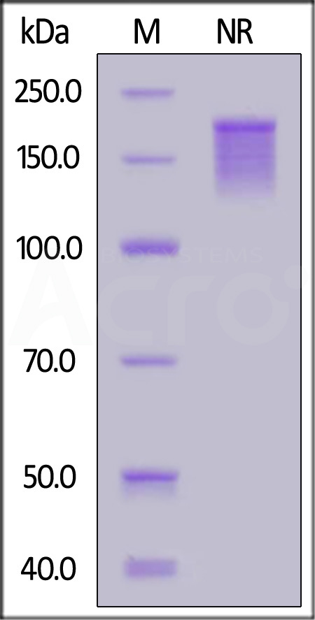 OX40 Ligand SDS-PAGE