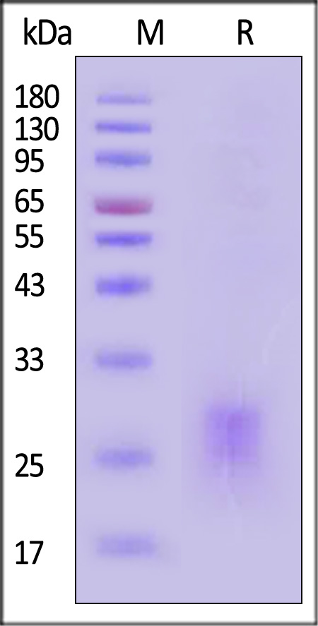 OX40 Ligand SDS-PAGE