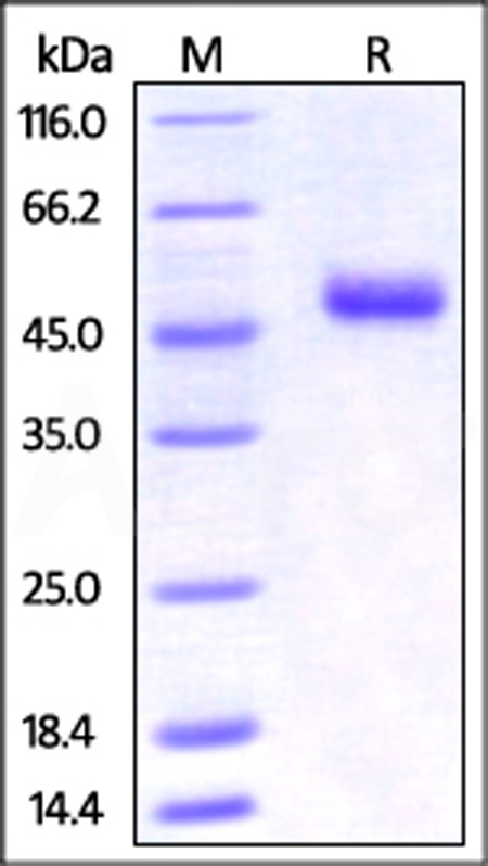 OXL-M526x-sds