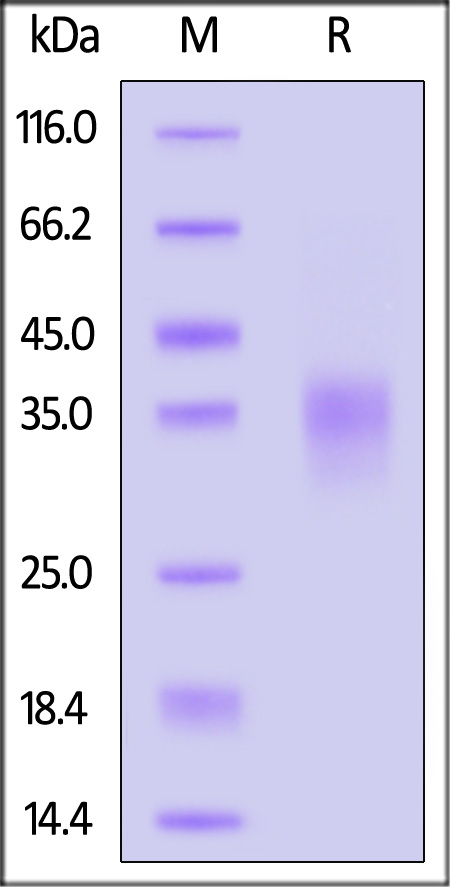 PD-1 SDS-PAGE