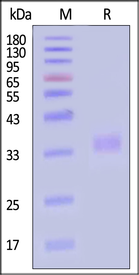 PD1-H5221-sds