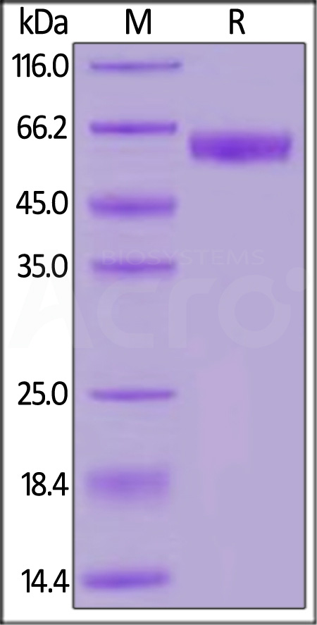 PD1-H5257-sds