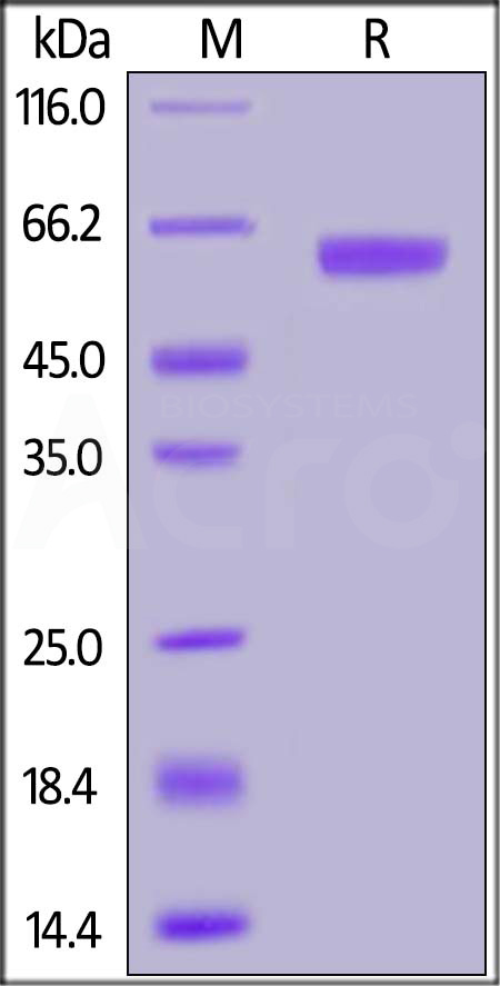 PD-L1 SDS-PAGE