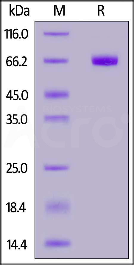 PD-L1 SDS-PAGE