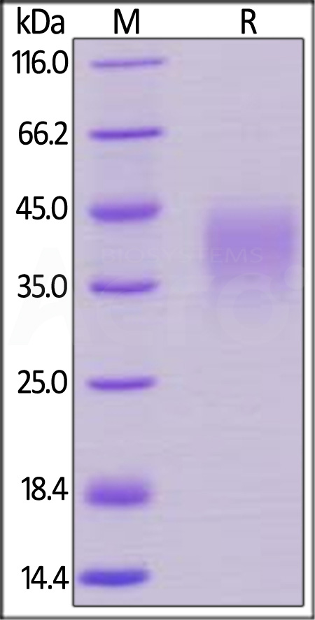 PD1-H82E4-sds