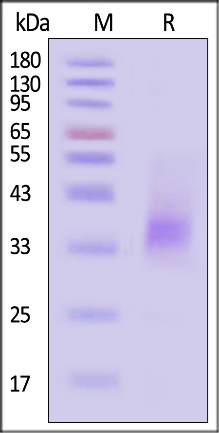 PD-L1 SDS-PAGE