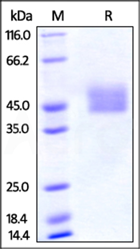 PD1-M5220-sds