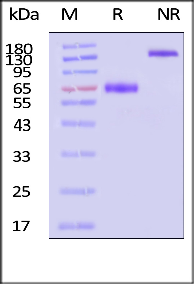 PD2-M5254-sds