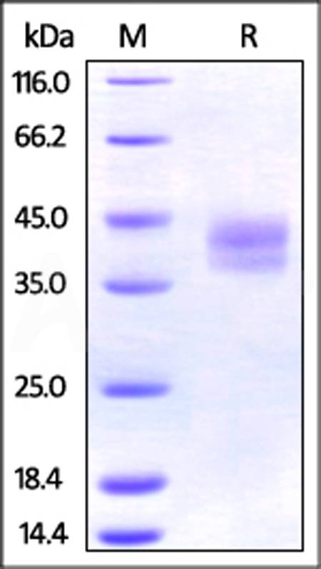 PD-L2 SDS-PAGE