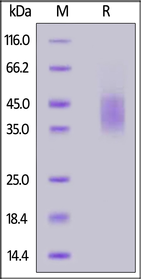 Canine PD-L1, His Tag (Cat. No. PDL-C52H4) SDS-PAGE gel