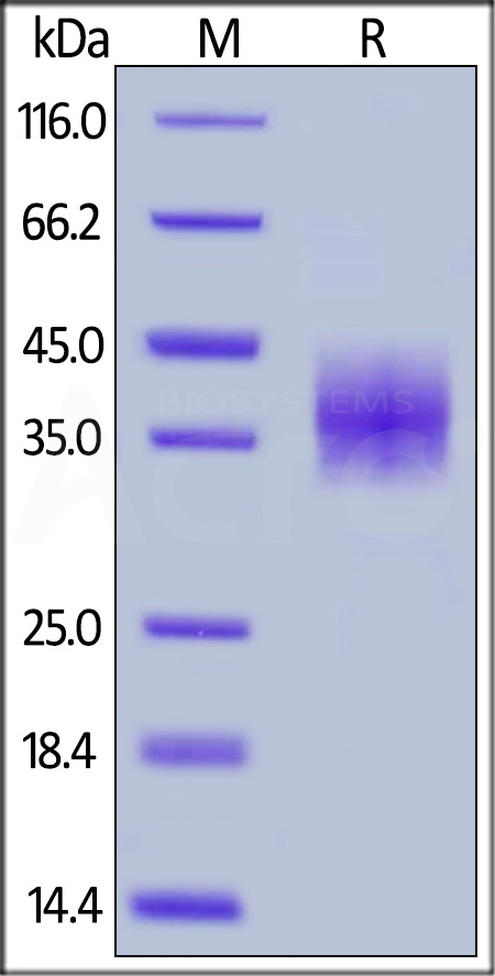 PD-L1 SDS-PAGE