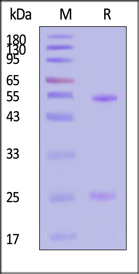 PEG-M731-sds