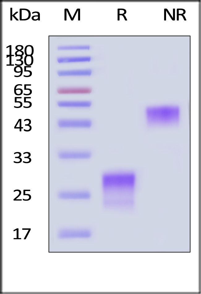 PGF-H52H5-sds