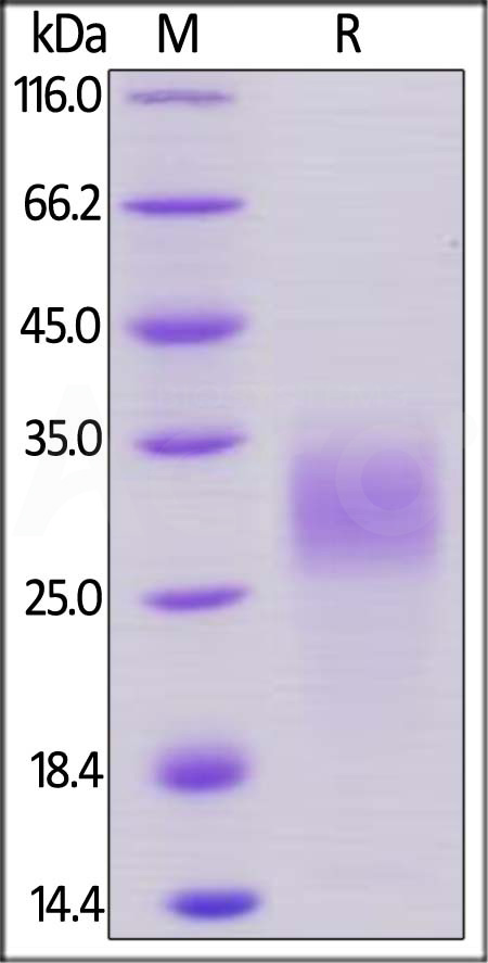 PGF-M52H0-sds