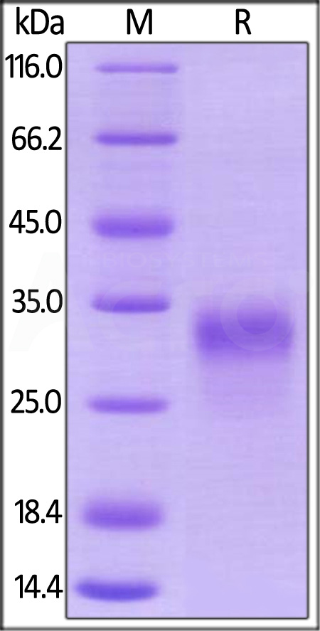 PLGF SDS-PAGE