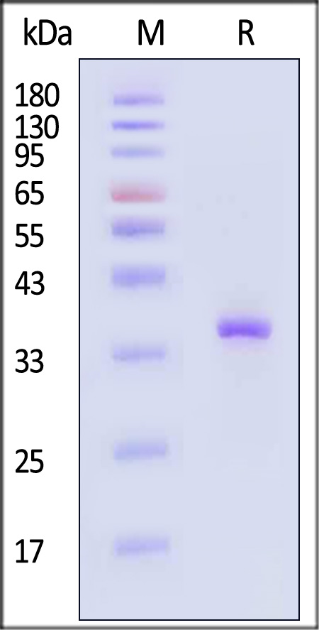 PNF-E51H3-sds