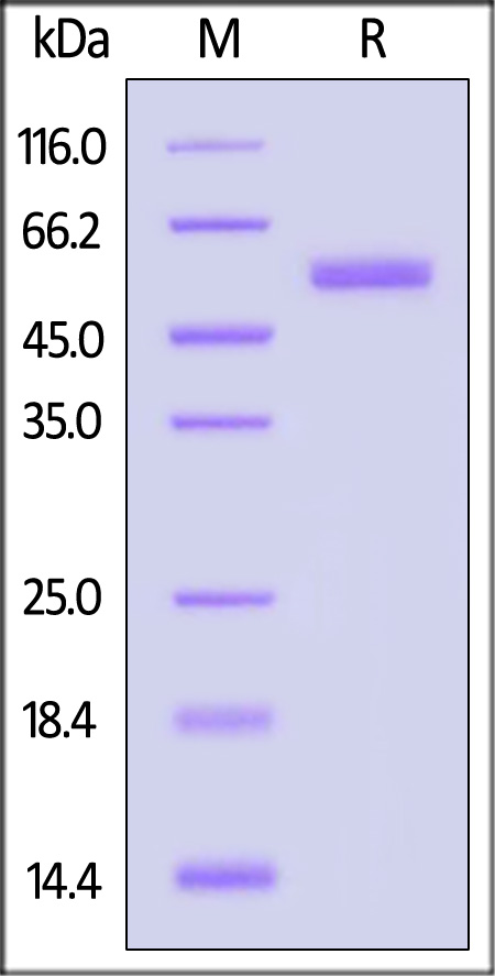 Post-Fusion glycoprotein SDS-PAGE