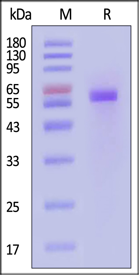 PR0-H52H3-sds