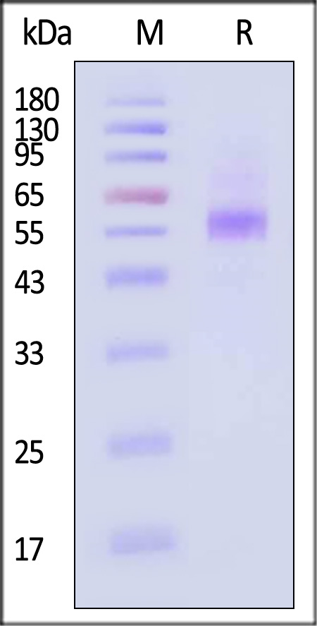 PR1-H52H3-sds