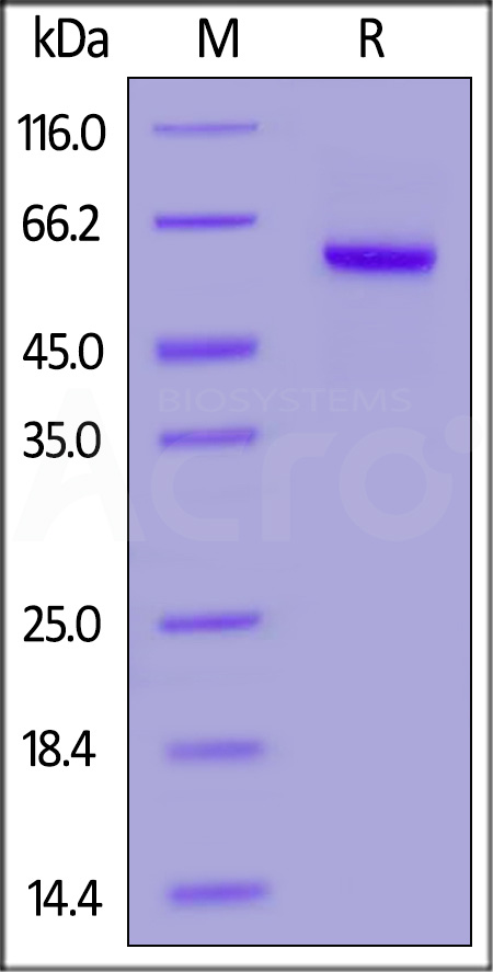 Mouse Properdin, His Tag (Cat. No. PRN-M52H5) SDS-PAGE gel