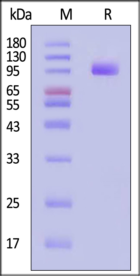 PSMA SDS-PAGE