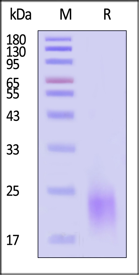 PSCA SDS-PAGE