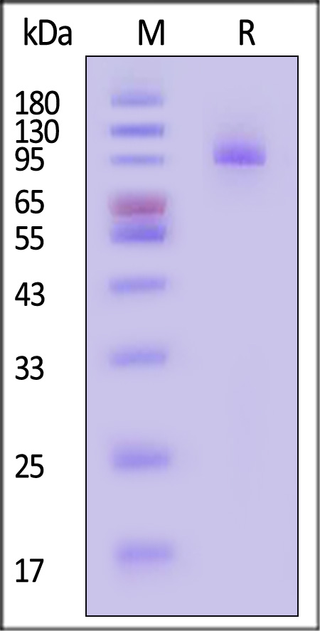 PSMA SDS-PAGE