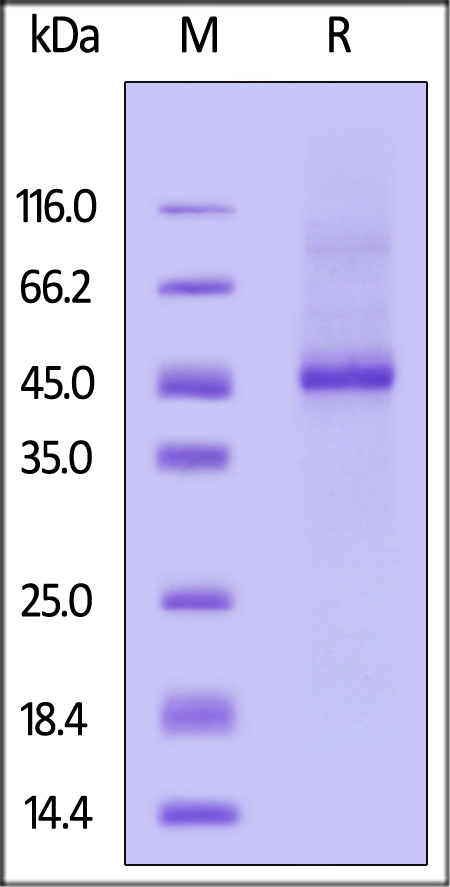 PT3-M52H6-sds