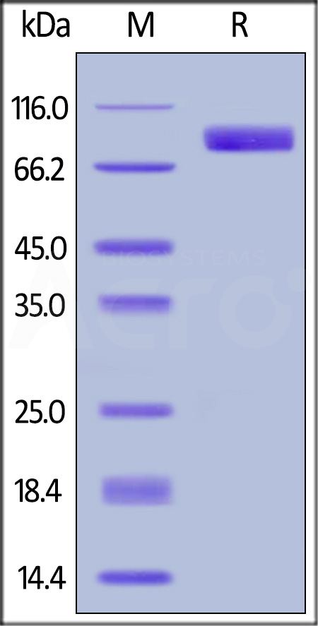 Nectin-3 SDS-PAGE