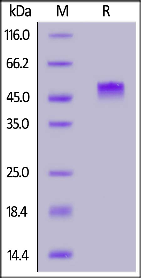 Human PVRIG, Fc Tag (Cat. No. PVG-H5257) SDS-PAGE gel