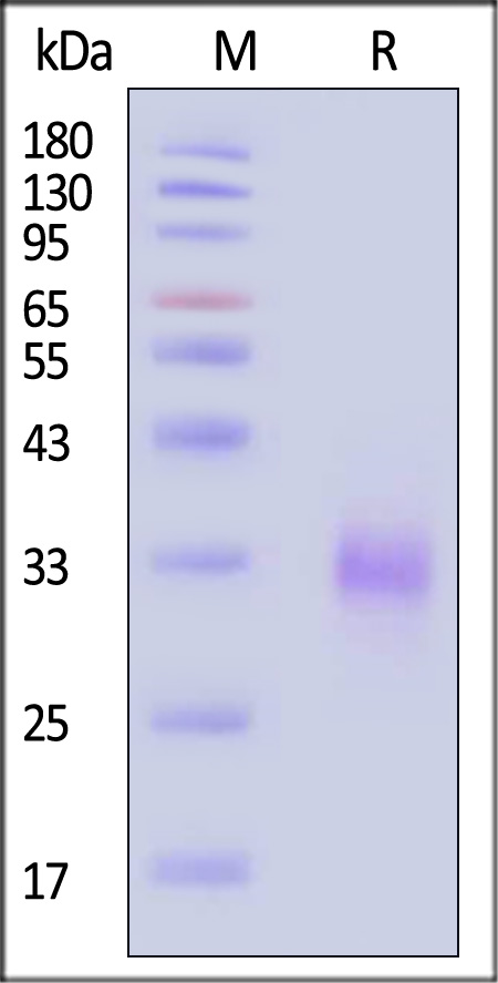 RAL-C5243-sds