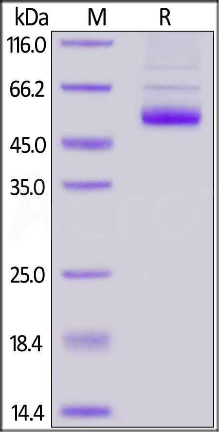 TNFSF11 SDS-PAGE