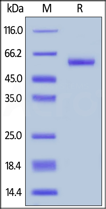 TNFSF11 SDS-PAGE