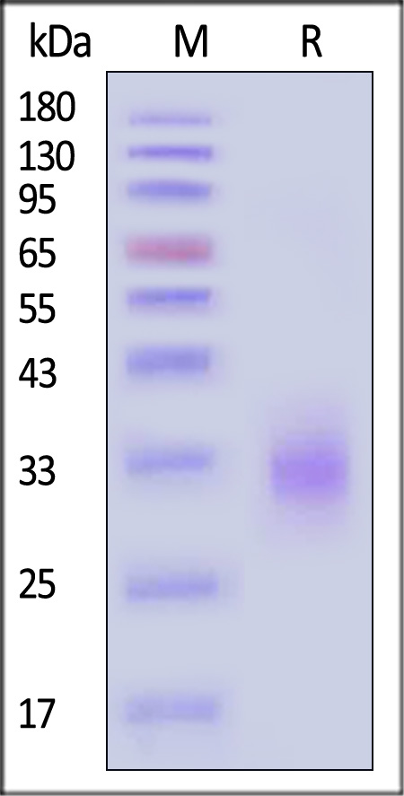 TNFSF11 SDS-PAGE