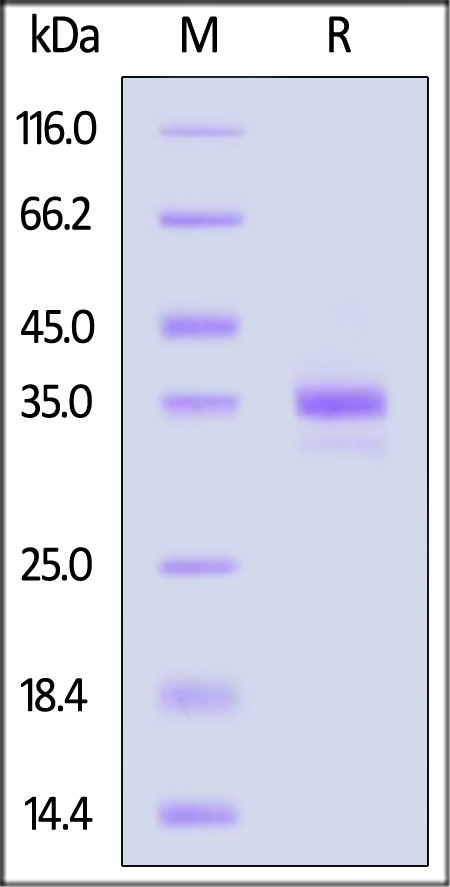 RAL-R82Q9-sds