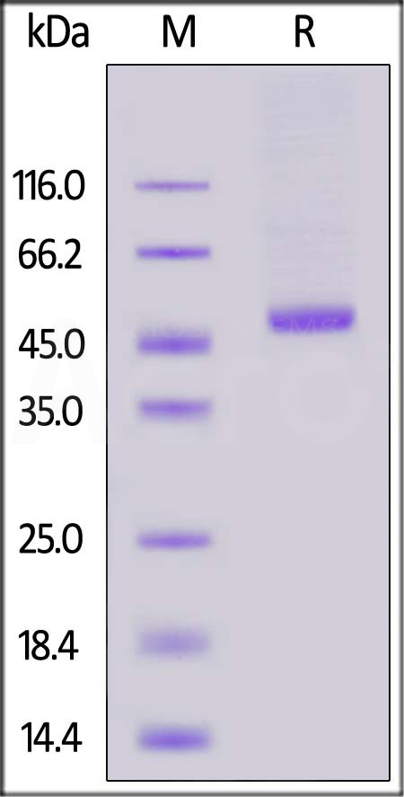 REN-H5221-sds