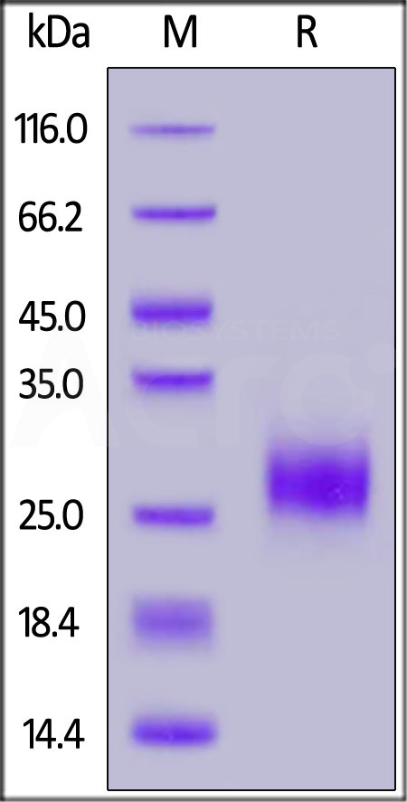 RO1-H5221-sds