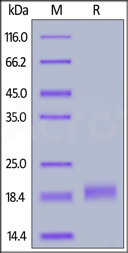 RO1-H5222-sds