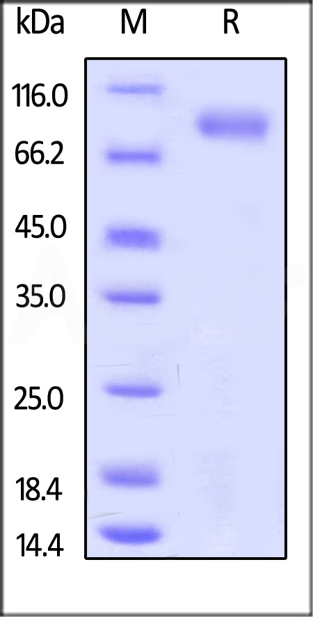 RO1-H5250-sds